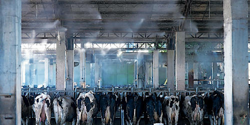 Системы туманообразования в животноводстве